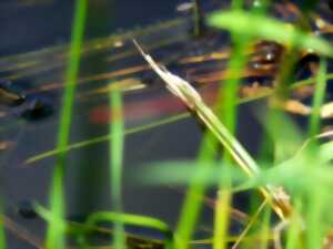 photo Concours de pêche