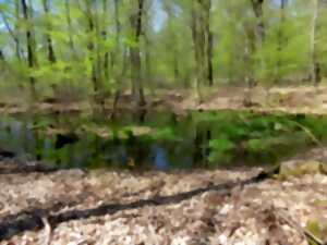 photo JOURNÉES DU PATRIMOINE - DÉCOUVERTE HISTORIQUE ET SCIENTIFIQUE DU MILIEU FORESTIER