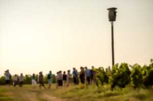 photo Balade guidée dans le vignoble de Buzet avec un découvreur de pays