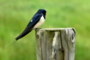 photo Sortie nature 