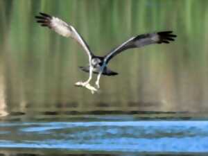 photo Un grand pêcheur venu du ciel : le balbuzard