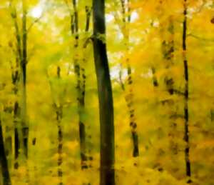 photo Animation Nature - Dans la forêt sensorielle - Limoges