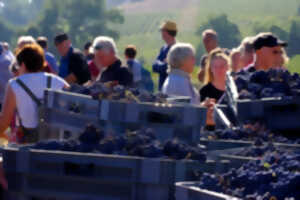 photo Journée vendanges au Château Réaut