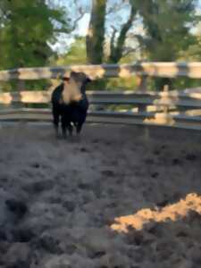 photo Semaine landaise /Aventur'à la plage: vaches sous les bois