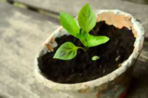 photo Bourse aux plantes