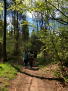 A la découverte d’un canyon forestier