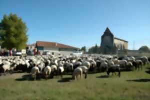 La Route de la Transhumance