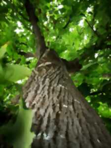 Fête de l'arbre et des plantes : 16eme éditions