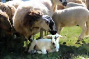 photo Fête de la laine et du mouton