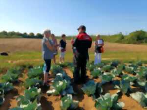 Visite découverte : culture du chou à choucroute et du houblon