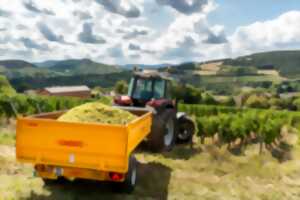 photo Immersion au cœur des vendanges