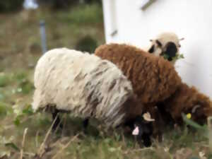 Fête de la laine et du mouton