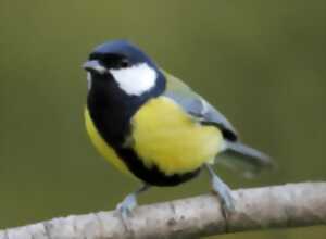 Oiseaux des villes dans le parc et les jardins - Limoges