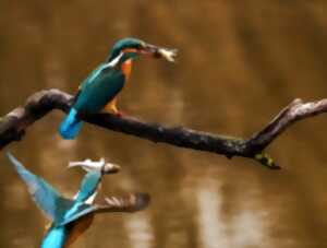 photo Les oiseaux aquatiques