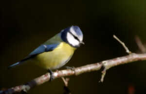 photo Formation aux oiseaux des jardins : découverte des oiseaux des jardins en hiver - 1/2 journée