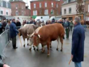 photo Foire Saint André de Livarot - Concours d'animaux de viande et dégustation de tripes