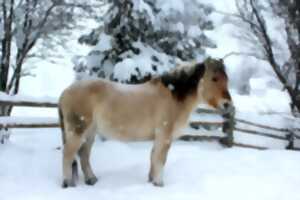 photo Balade à poneys