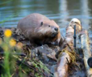 photo Sortie nature Sur les traces du castor d'Europe