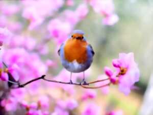 Les oiseaux de l'arboretum