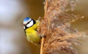 photo Les oiseaux des villes et des jardins - Limoges