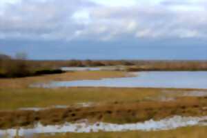 photo À la découverte de la Réserve Terre et Etangs de Brenne Massé-Foucault