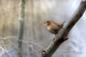 photo Formation aux oiseaux du littoral : la reproduction et les oiseaux chanteurs (initiation)