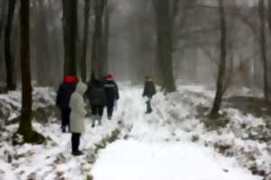 La forêt en hiver