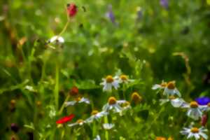 Le Bon'Ami - Frezsque de la biodiversité