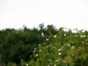 photo Oiseaux, papillons et orchidées des communaux de Rosnay