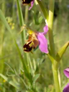 photo Orchidées du Paradis à l'âne