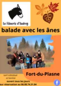 Balade avec les ânes