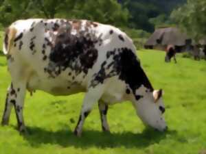 Fermes découvertes - Visites de la fromagerie Graindorge à Livarot et la ferme de la Tuilerie au Mesnil Durand