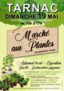 photo Marché aux Plantes