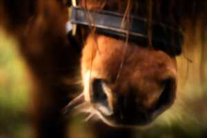 photo 37ème Journée de l'âne et du cheval et 130ème concours Chevaux de Trait, Mulassiers, Baudets du Poitou et Merens