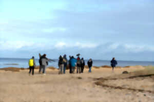 Formation aux oiseaux du littoral : weekend oiseaux migrateurs