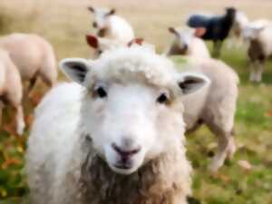 La laine en fête autour des moutons