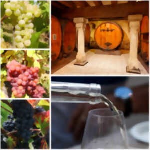 photo Découverte des vins d'Alsace au Domaine Armand Gilg