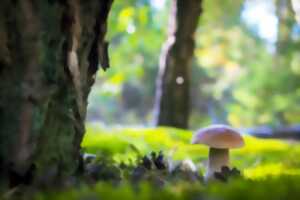 photo LES CHAMPIGNONS DES BOISEMENTS DE RESTINCLIÈRES