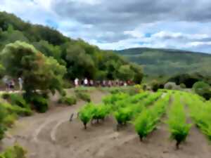 photo VINS, VIGNES ET TERROIRS