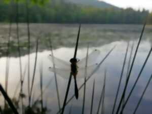 photo Sortie nature - libellules, belles demoiselles
