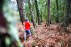 photo Bain de forêt, quiétude et nature