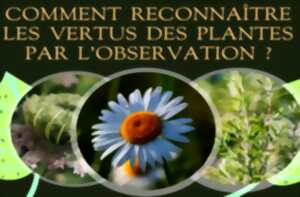 Conférence : Comment reconnaître les vertus des plantes par l'observation