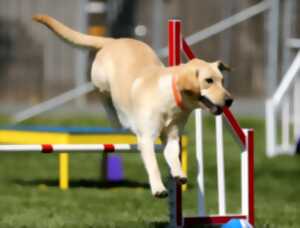 photo Concours agility