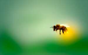 Journée de l’abeille et de la forêt