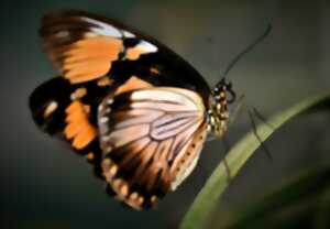 Sortie nature : les papillons de nuit