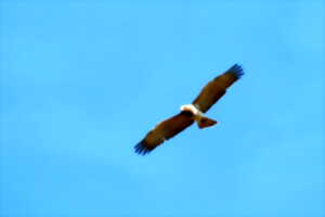 photo Découverte des rapaces des gorges de la Dordogne