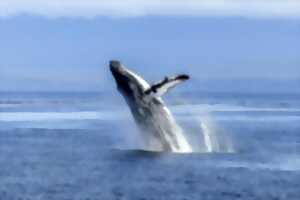 photo Ateliers d’éveil « Cap sur les baleines »