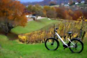 Balade à vélo électrique dans le vignoble du Jurançon