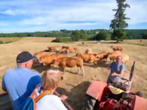 Visite d'un élevage de vaches limousines