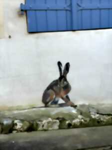 photo Les animaux cachés dans Sancerre